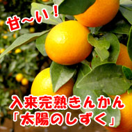 入来産金柑（きんかん）そのままお召し上がりいただけます